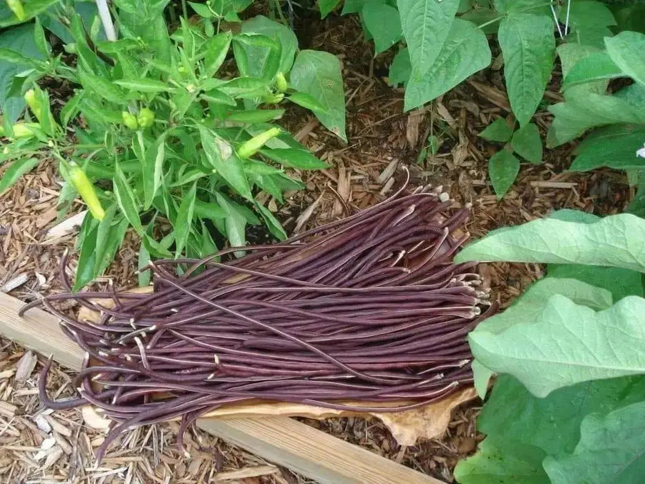 Yard Long Bean, Purple Mart - Tsu In (Pole Bean,) Asian Vegetable, - Caribbean garden seed