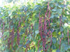 Yard Long Bean, Purple Mart - Tsu In (Pole Bean,) Asian Vegetable, - Caribbean garden seed