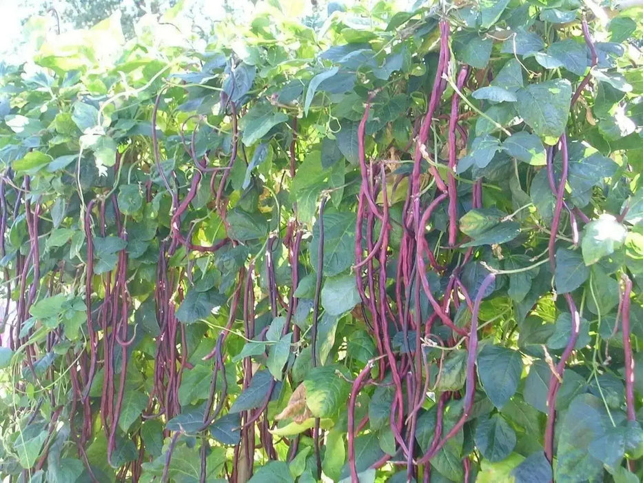 Yard Long Bean, Purple Mart - Tsu In (Pole Bean,) Asian Vegetable, - Caribbean garden seed