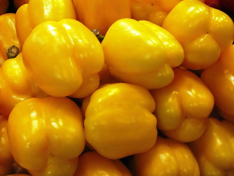 YELLOW Bell pepper Seeds,-Capsicum annuum-Sweet Pepper - Caribbean garden seed