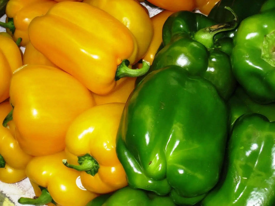 YELLOW Bell pepper Seeds,-Capsicum annuum-Sweet Pepper - Caribbean garden seed
