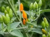 Yellow African Pequin Birds Eye Heirloom Pepper, VERY HOT - Caribbean garden seed