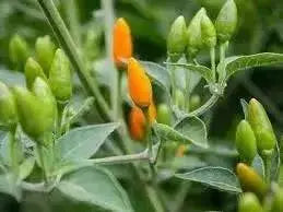 Yellow African Pequin Birds Eye Heirloom Pepper, VERY HOT - Caribbean garden seed