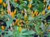 Yellow African Pequin Birds Eye Heirloom Pepper, VERY HOT - Caribbean garden seed
