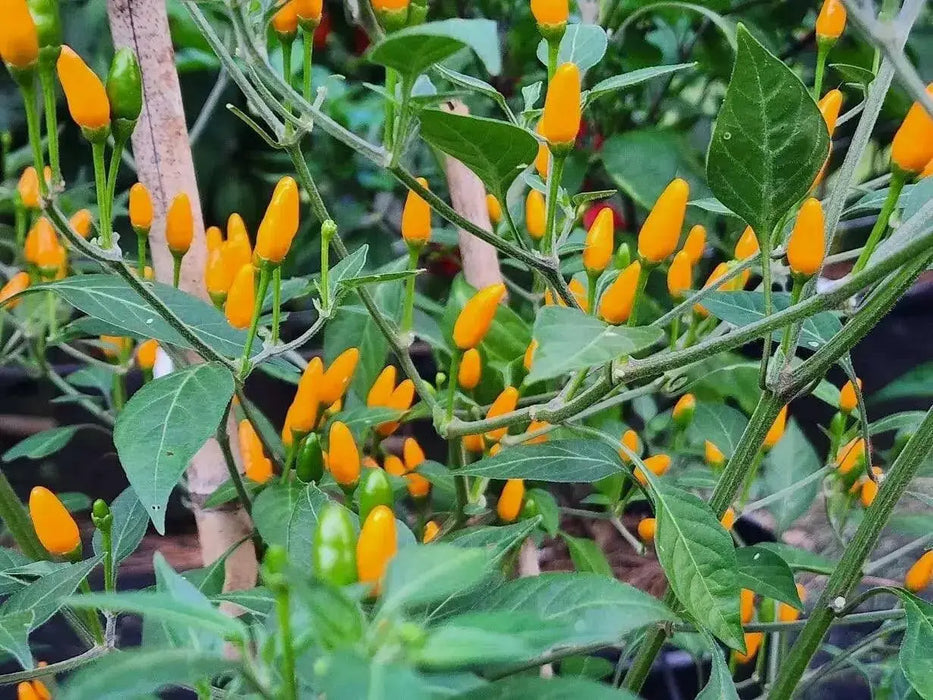 Yellow African Pequin Birds Eye Heirloom Pepper, VERY HOT - Caribbean garden seed