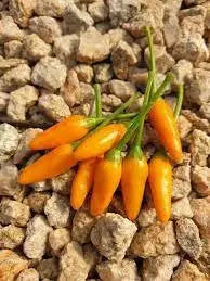 Yellow African Pequin Birds Eye Heirloom Pepper, VERY HOT - Caribbean garden seed