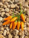 Yellow African Pequin Birds Eye Heirloom Pepper, VERY HOT - Caribbean garden seed