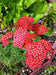 Yarrow Flowers Seed, Red (Achillea millefolium rubra) Perennial  ! - Caribbean garden seed