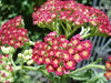 Yarrow Flowers Seed, Red (Achillea millefolium rubra) Perennial  ! - Caribbean garden seed