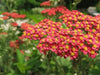 Yarrow Flowers Seed, Red (Achillea millefolium rubra) Perennial  ! - Caribbean garden seed