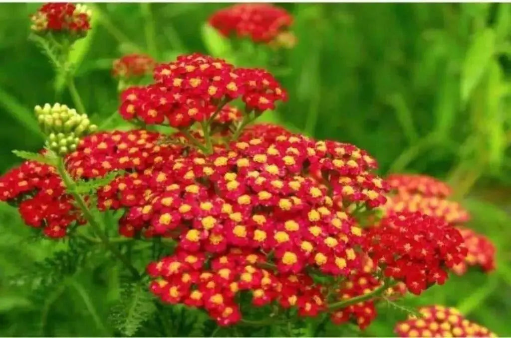 Yarrow Flowers Seed, Red (Achillea millefolium rubra) Perennial  ! - Caribbean garden seed