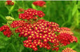 Yarrow Flowers Seed, Red (Achillea millefolium rubra) Perennial  ! - Caribbean garden seed