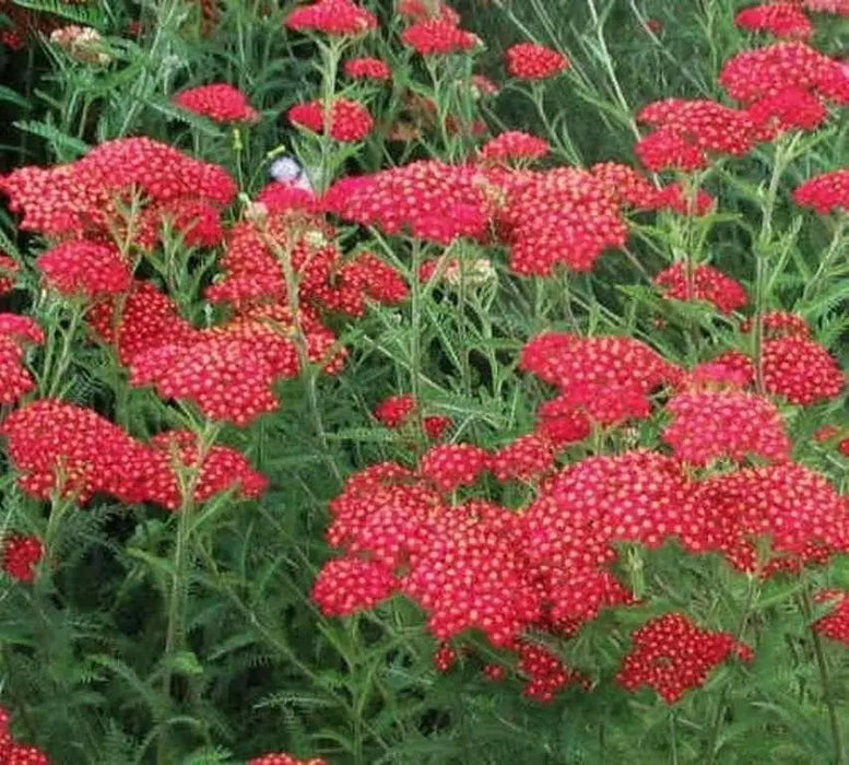 Yarrow Flowers Seed, Red (Achillea millefolium rubra) Perennial  ! - Caribbean garden seed