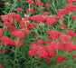 Yarrow Flowers Seed, Red (Achillea millefolium rubra) Perennial  ! - Caribbean garden seed