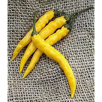 Yellow Bedder Hot chili, Pepper ( Capsicum annuum ) A variety from Macedonia. - Caribbean garden seed