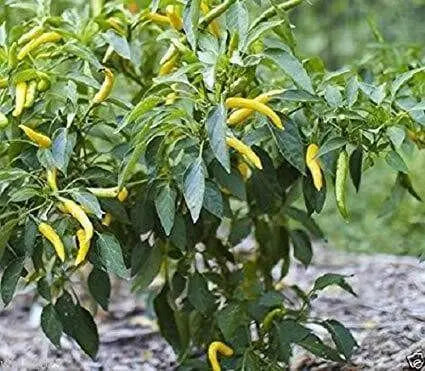 Yellow Bedder Hot chili, Pepper ( Capsicum annuum ) A variety from Macedonia. - Caribbean garden seed