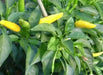 Yellow Bedder Hot chili, Pepper ( Capsicum annuum ) A variety from Macedonia. - Caribbean garden seed