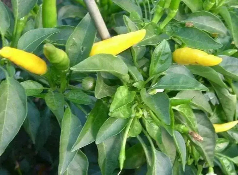 Yellow Bedder Hot chili, Pepper ( Capsicum annuum ) A variety from Macedonia. - Caribbean garden seed