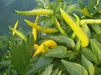 Yellow Bedder Hot chili, Pepper ( Capsicum annuum ) A variety from Macedonia. - Caribbean garden seed
