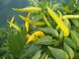 Yellow Bedder Hot chili, Pepper ( Capsicum annuum ) A variety from Macedonia. - Caribbean garden seed