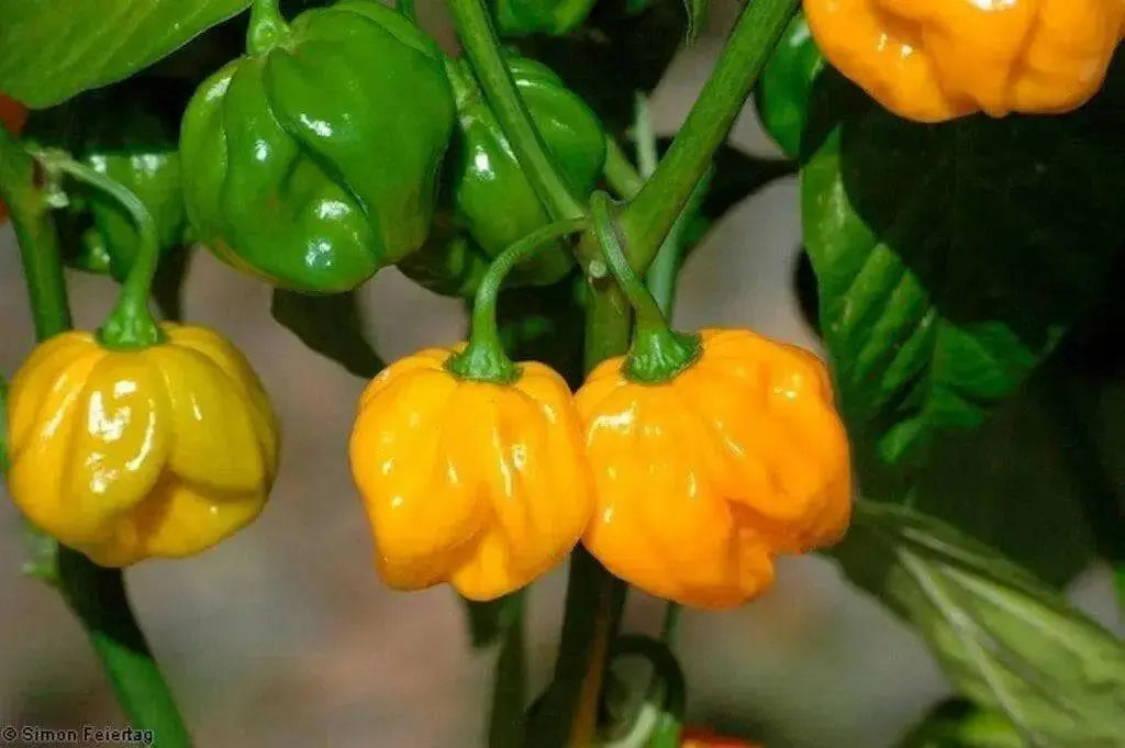 Yellow Aji Dulce - Sweet Pepper seeds ,little to no heat, FROM Venezuela - Caribbean garden seed