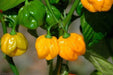 Yellow Aji Dulce - Sweet Pepper seeds ,little to no heat, FROM Venezuela - Caribbean garden seed
