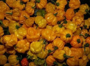 Yellow Aji Dulce - Sweet Pepper seeds ,little to no heat, FROM Venezuela - Caribbean garden seed