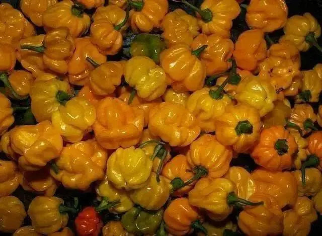 Yellow Aji Dulce - Sweet Pepper seeds ,little to no heat, FROM Venezuela - Caribbean garden seed