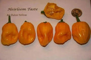 Yellow Aji Dulce - Sweet Pepper seeds ,little to no heat, FROM Venezuela - Caribbean garden seed