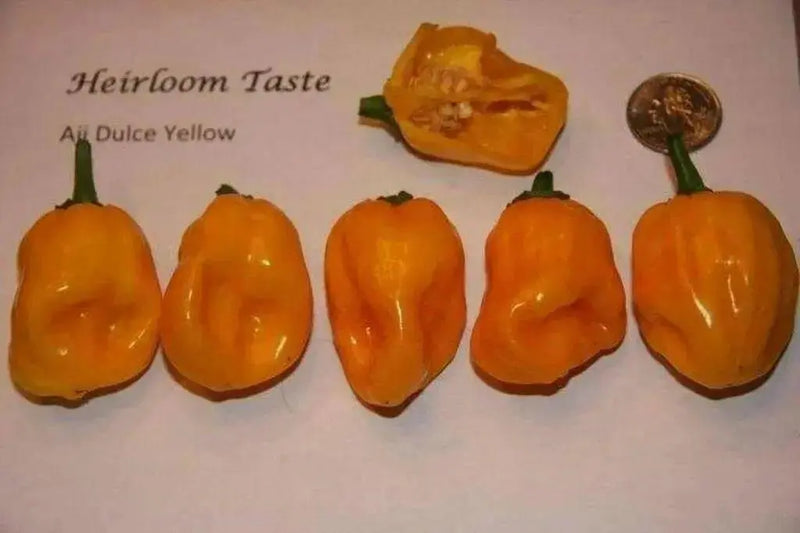Yellow Aji Dulce - Sweet Pepper seeds ,little to no heat, FROM Venezuela - Caribbean garden seed