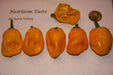 Yellow Aji Dulce - Sweet Pepper seeds ,little to no heat, FROM Venezuela - Caribbean garden seed