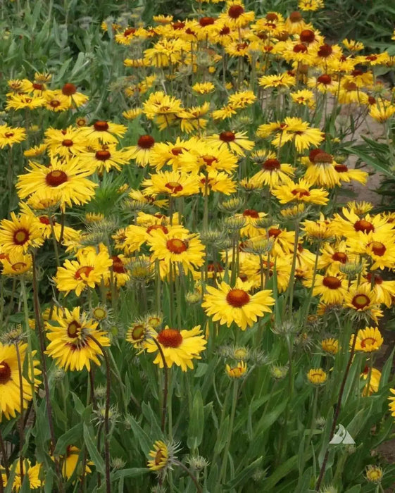 YELLOW Blanket Flower SEEDS, Perennial - Caribbean garden seed