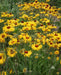 YELLOW Blanket Flower SEEDS, Perennial - Caribbean garden seed