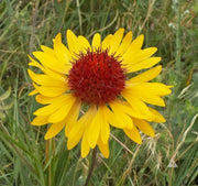 YELLOW Blanket Flower SEEDS, Perennial - Caribbean garden seed