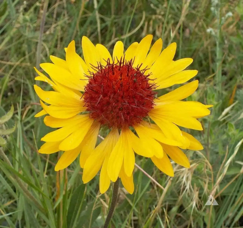 YELLOW Blanket Flower SEEDS, Perennial - Caribbean garden seed