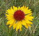 YELLOW Blanket Flower SEEDS, Perennial - Caribbean garden seed