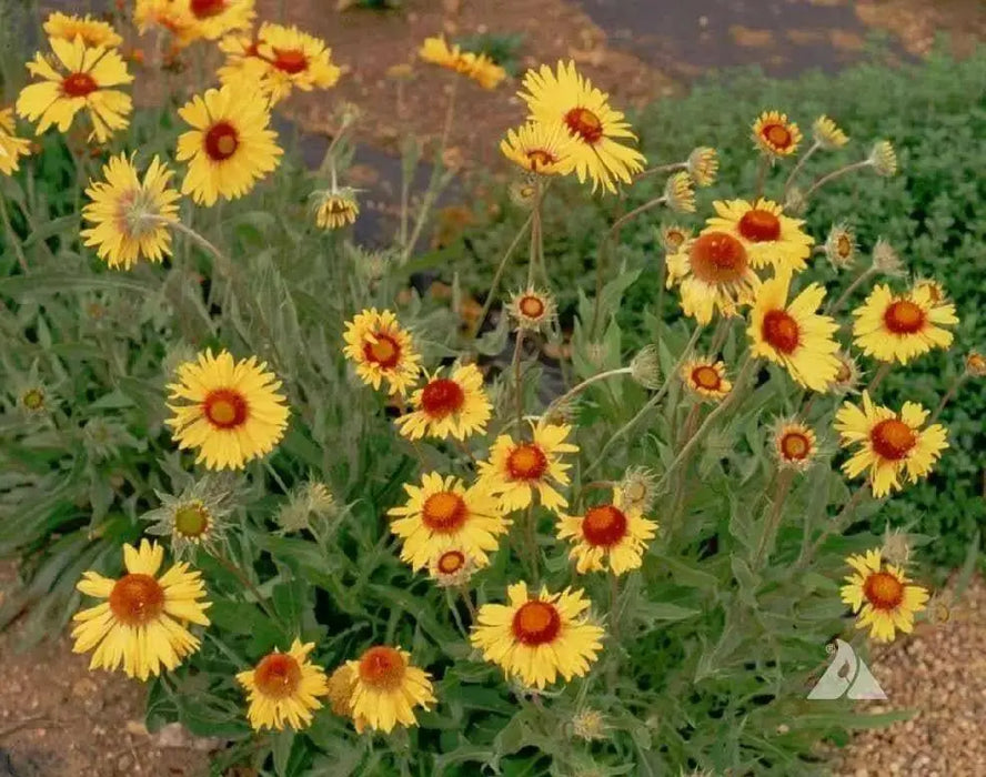 YELLOW Blanket Flower SEEDS, Perennial - Caribbean garden seed