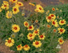YELLOW Blanket Flower SEEDS, Perennial - Caribbean garden seed