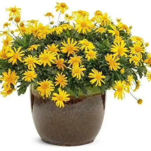 Yellow Bush Daisy (LIVE Plants ) Golden Euryops,Yellow Bush Daisy, - Caribbean garden seed