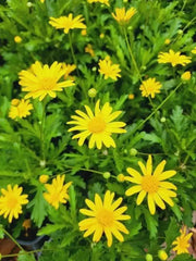 Yellow Bush Daisy (LIVE Plants ) Golden Euryops,Yellow Bush Daisy, - Caribbean garden seed