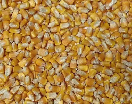 Yellow dent corn seeds, ORGANIC ,HEIRLOOM, OPEN POLLINATED - Caribbean garden seed