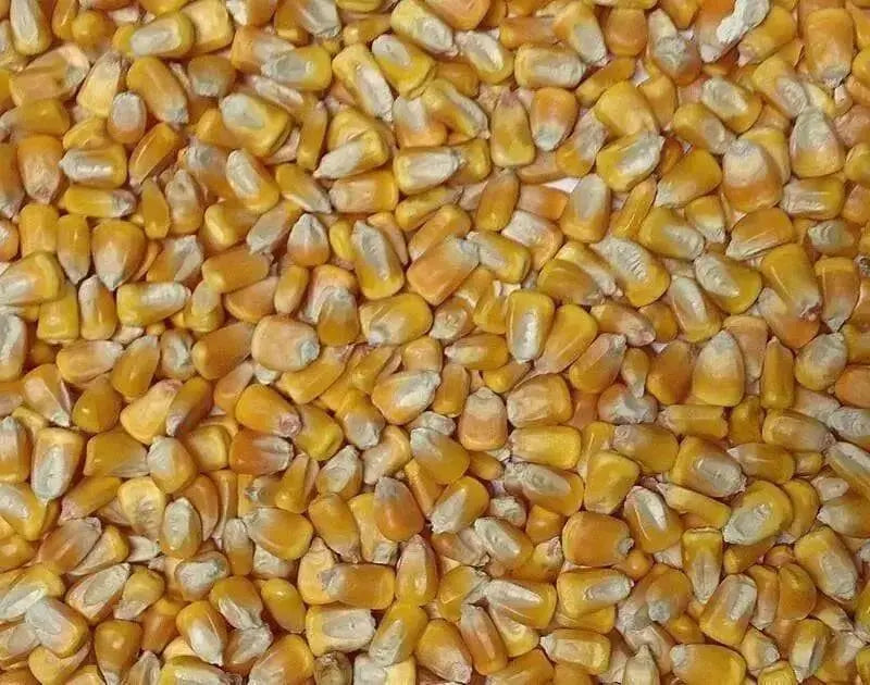 Yellow dent corn seeds, ORGANIC ,HEIRLOOM, OPEN POLLINATED - Caribbean garden seed