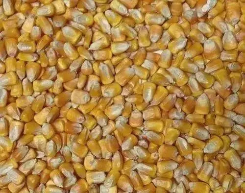 Yellow Dent Corn,most popular open-pollinated yellow variety grown ! - Caribbean garden seed