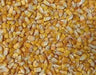 Yellow Dent Corn,most popular open-pollinated yellow variety grown ! - Caribbean garden seed