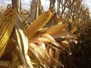 Yellow Dent Corn,most popular open-pollinated yellow variety grown ! - Caribbean garden seed