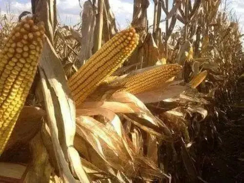 Yellow Dent Corn,most popular open-pollinated yellow variety grown ! - Caribbean garden seed