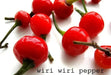 Wiri Wiri Pepper Seeds ,Capsicum frutescens, From Guyana ! - Caribbean garden seed
