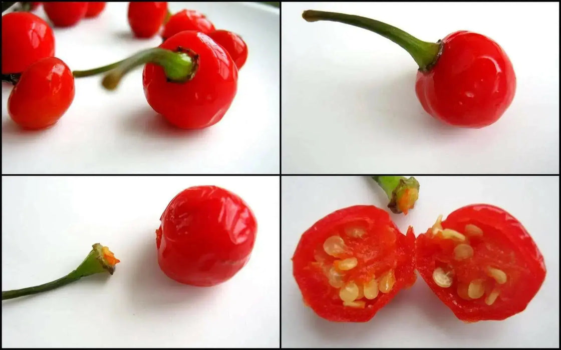 Wiri Wiri Pepper Seeds ,Capsicum frutescens, From Guyana ! - Caribbean garden seed