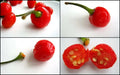 Wiri Wiri Pepper Seeds ,Capsicum frutescens, From Guyana ! - Caribbean garden seed