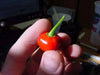 Wiri Wiri Pepper Seeds ,Capsicum frutescens, From Guyana ! - Caribbean garden seed